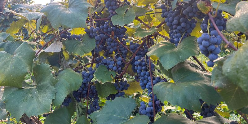 2023 Fruition's Fruit & Nut Tree Weekends at Garden Store! 19 800 x 400 niagara grape 1