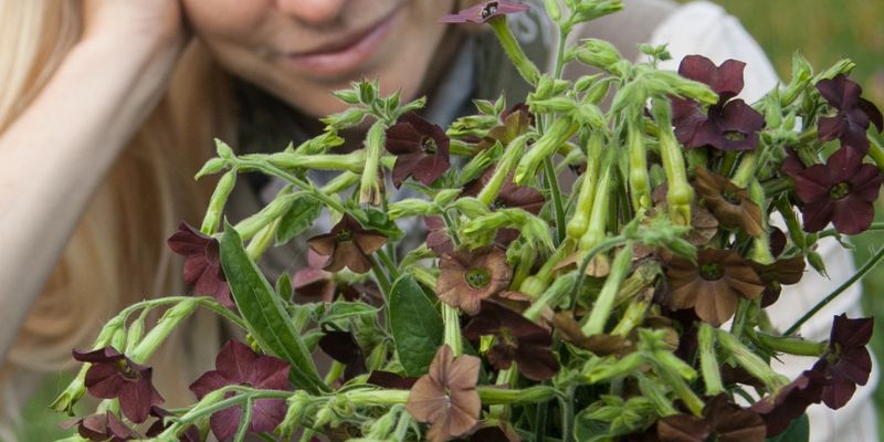 800 x 400 nicotiana flower 1 1