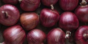 800 x 400 onion