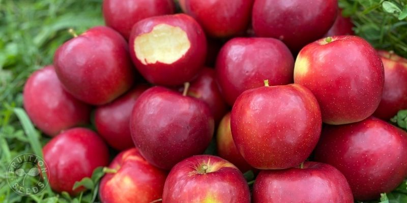 https://www.fruitionseeds.com/wp-content/uploads/800-x-400-organic-apple-crimson-crisp.jpg