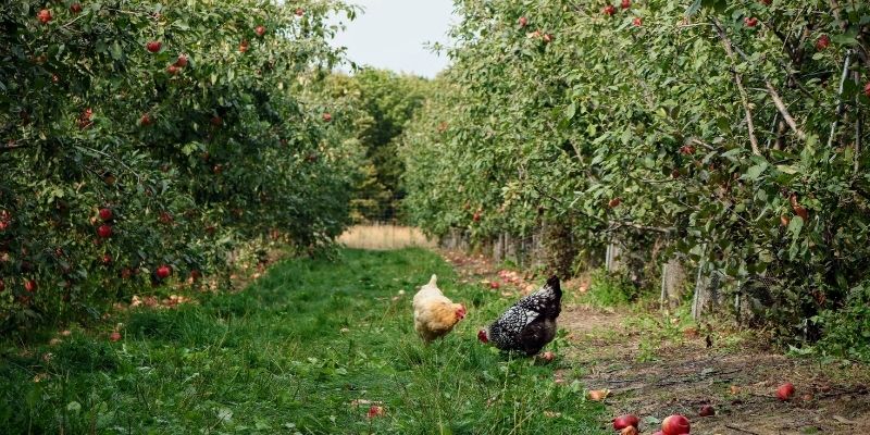 800 x 400 organic apple orchard 1
