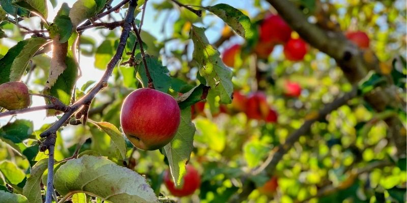 800 x 400 organic apple orchard 3