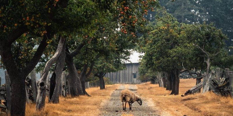 800 x 400 organic apple orchard