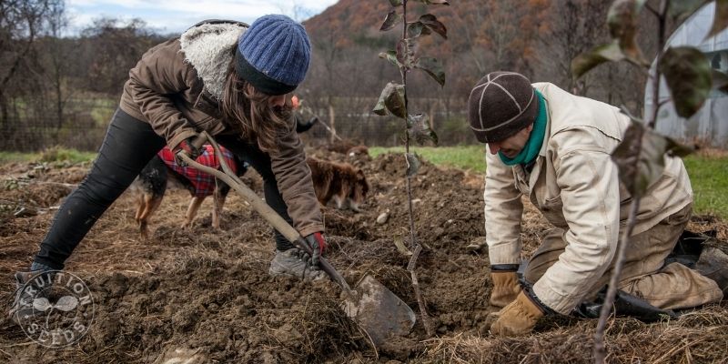 5 Keys to Establishing an Organic Apple Orchard & 5 Common Mistakes to  Avoid - Fruition Seeds