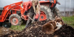 800 x 400 organic apple tree mulch dog 1