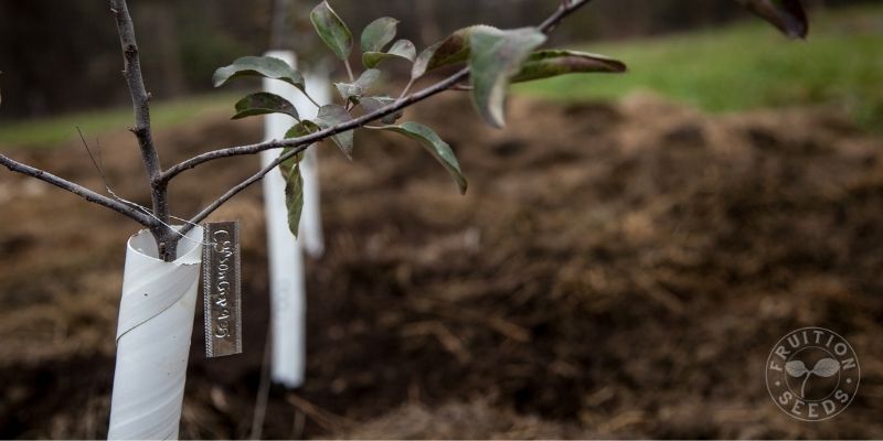 800 x 400 organic apple tree tag 2