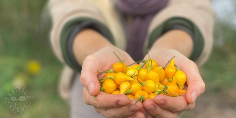 800 x 400 organic biquinho sweet pepper