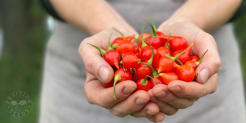 800 x 400 organic biquinho sweet pepper 1