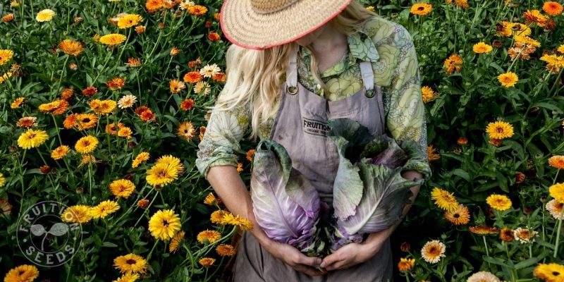 About Us 1 800 x 400 organic cabbage 1