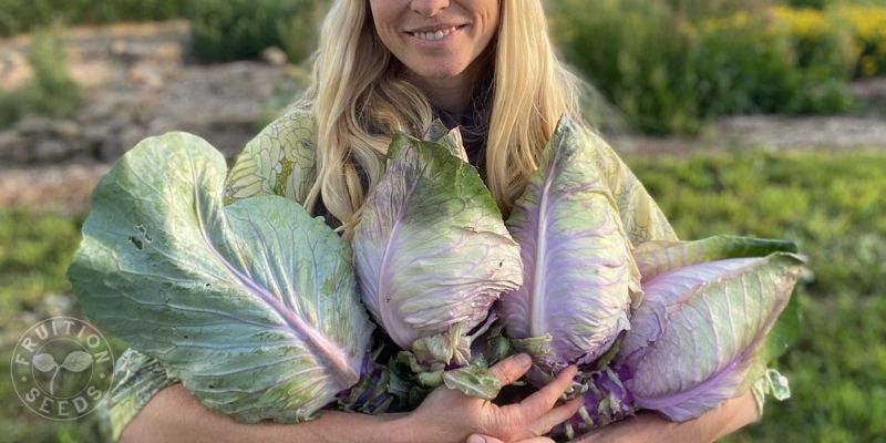 800 x 400 organic cabbage