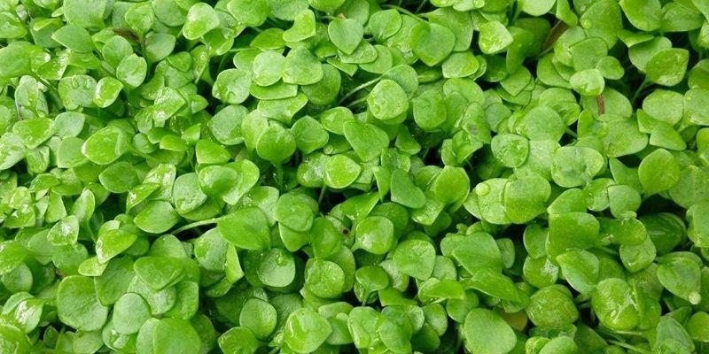800 x 400 organic claytonia miners lettuce 1