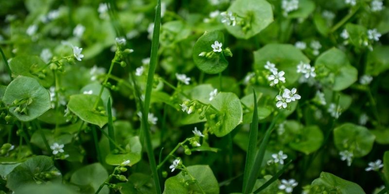 800 x 400 organic claytonia miners lettuce