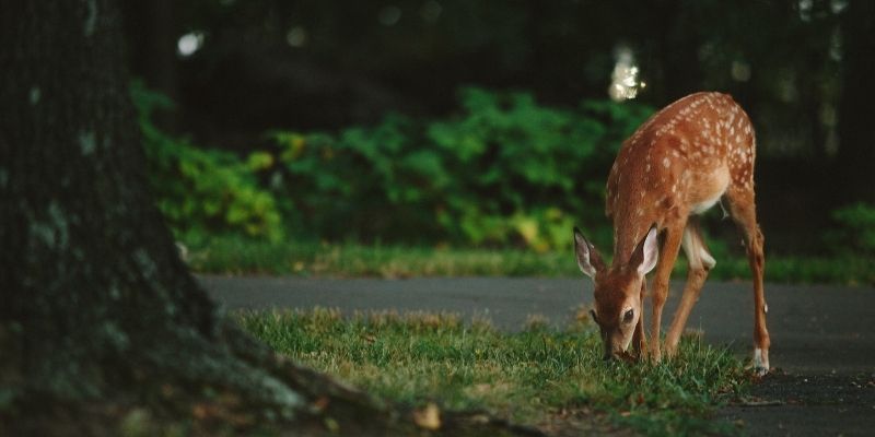 800 x 400 organic deer