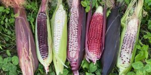 800 x 400 organic double red corn