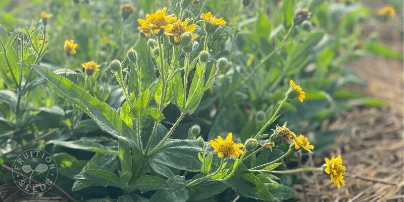 800 x 400 organic heirloom arnica