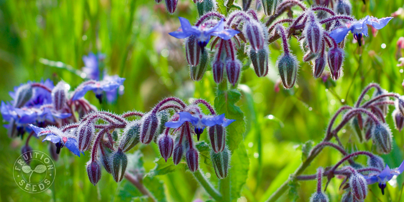 800 x 400 organic heirloom borage 1