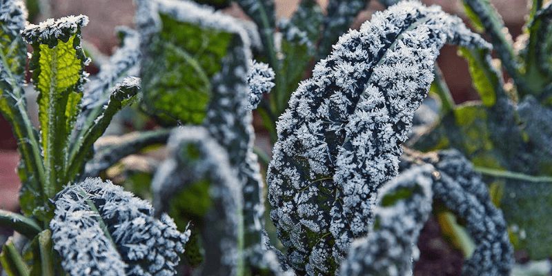 800 x 400 organic heirloom kale