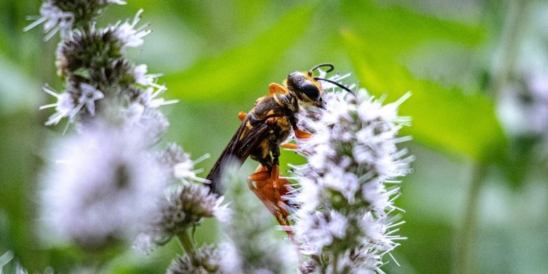 800 x 400 organic pollinators