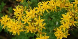 800 x 400 organic saint johns wort