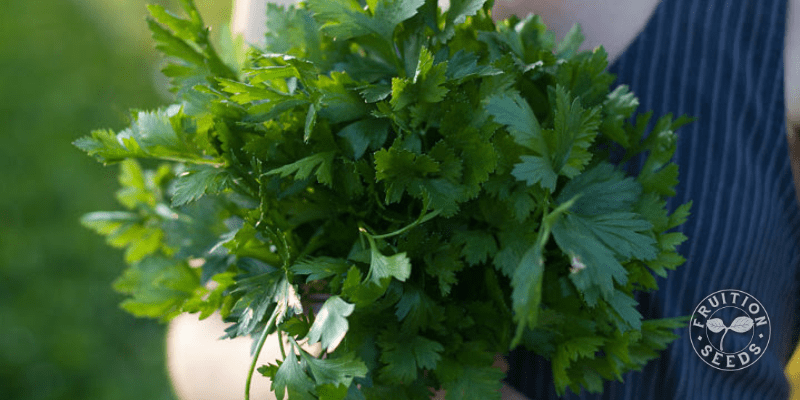 10 Easy Seeds to Sow in May 6 parsley