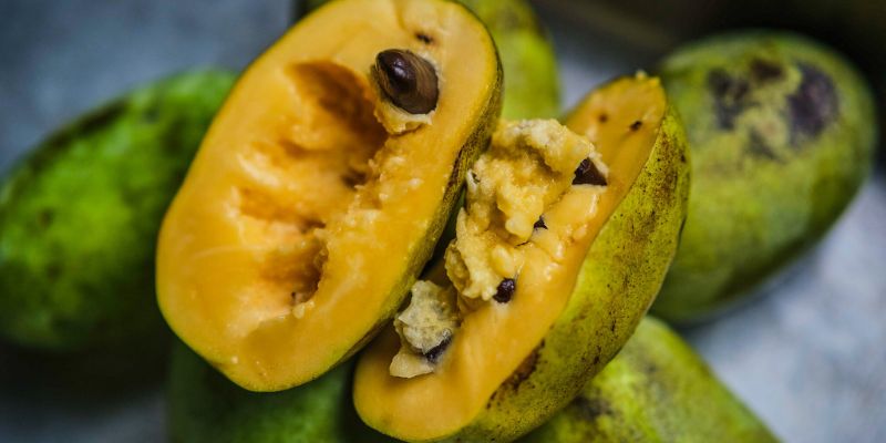 2023 Fruition's Fruit & Nut Tree Weekends at Garden Store! 23 800 x 400 pawpaw