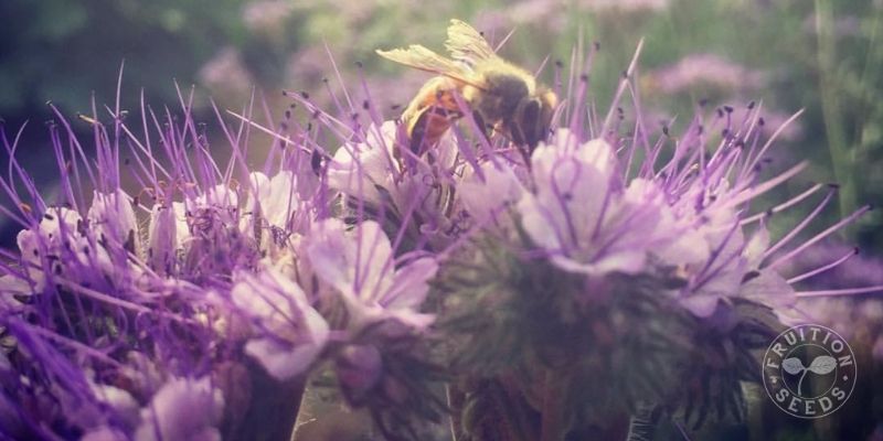 800 x 400 phacelia