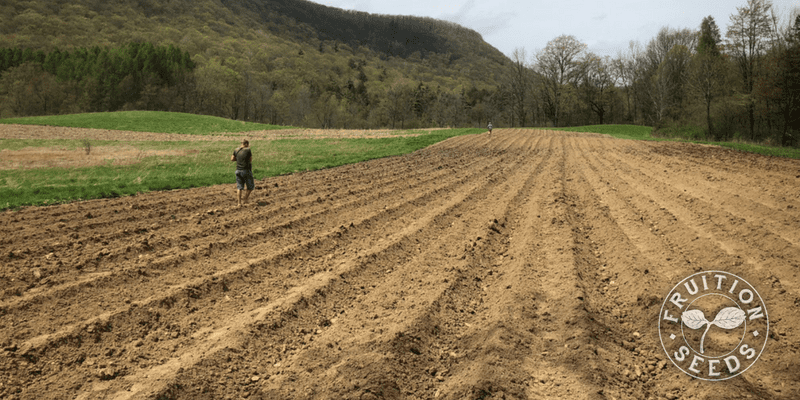  planting potatoes