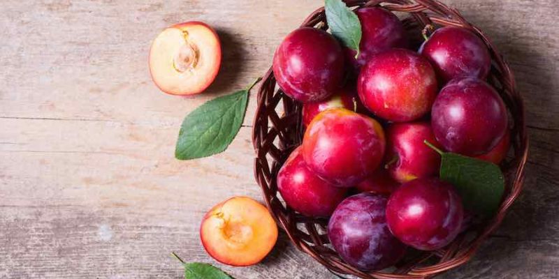 2023 Fruition's Fruit & Nut Tree Weekends at Garden Store! 29 800 x 400 plum 3