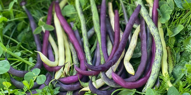 800 x 400 pole bean