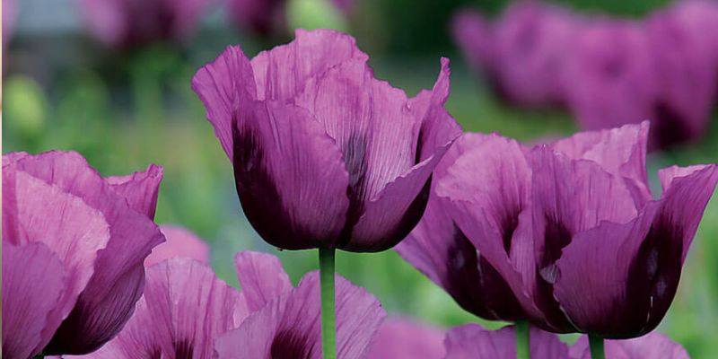 800 x 400 poppy flower 5