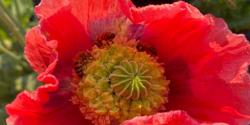 800 x 400 poppy flower 6