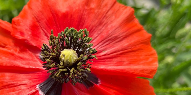 800 x 400 poppy flower 8