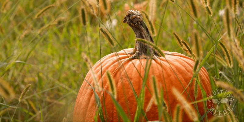 Savoring & Saving Pumpkin Seeds 2 800 x 400 pumpkin