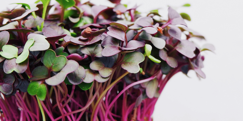 800 x 400 purple radish microgreens
