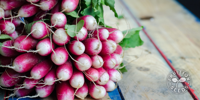 800 x 400 radish