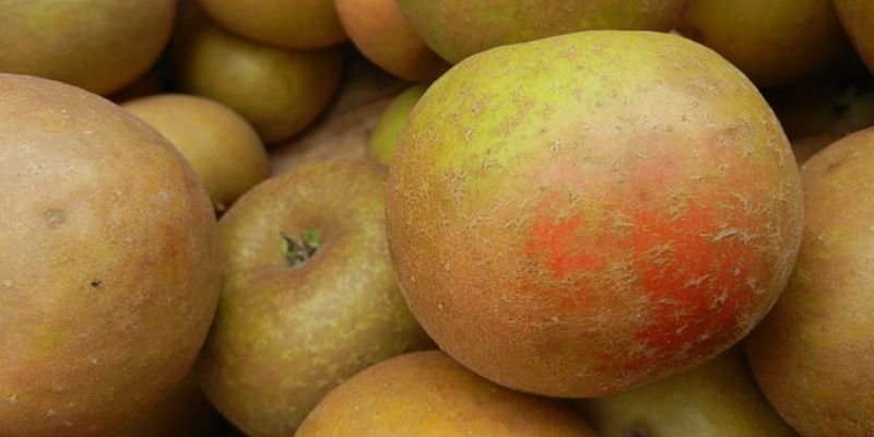 2023 Fruition's Fruit & Nut Tree Weekends at Garden Store! 11 800 x 400 roxbury russet