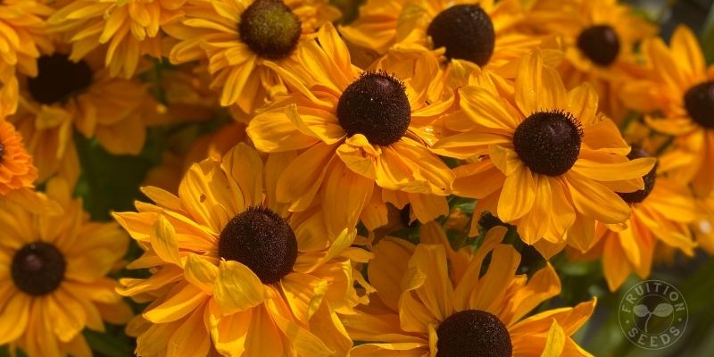 800 x 400 rudbeckia 1