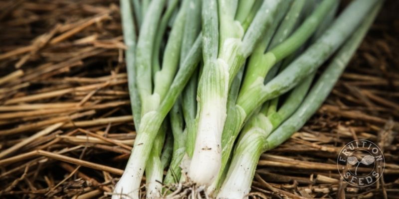 800 x 400 scallion