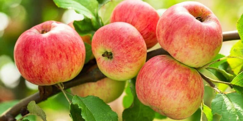 2023 Fruition's Fruit & Nut Tree Weekends at Garden Store! 13 800 x 400 smokehouse apple