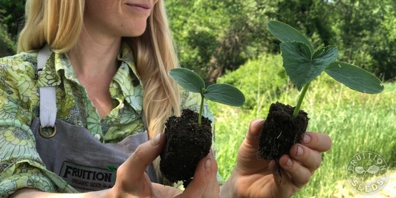 800 x 400 soil block transplant