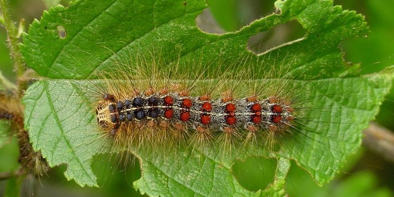 800 x 400 spongy caterpillar 7