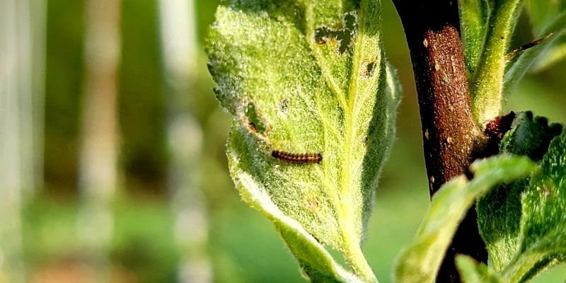 800 x 400 spongy caterpillar