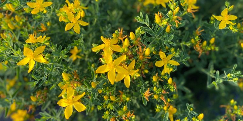 800 x 400 st johns wort herb flower