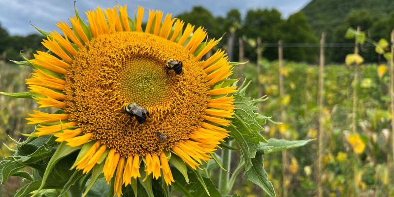 800 x 400 sunflower 1