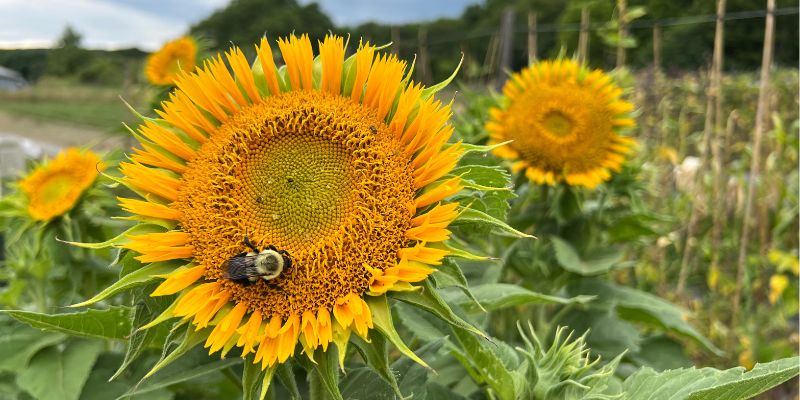 800 x 400 sunflower 2