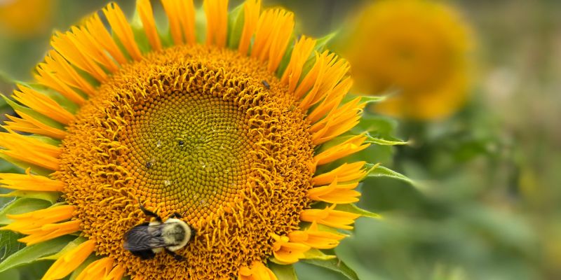 800 x 400 sunflower 3