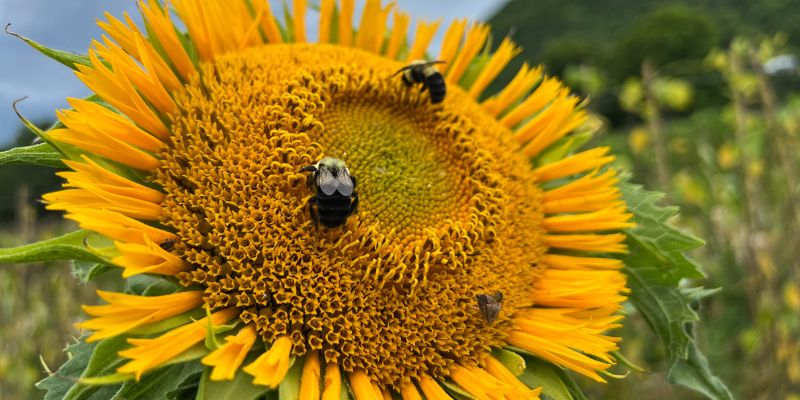 800 x 400 sunflower 4