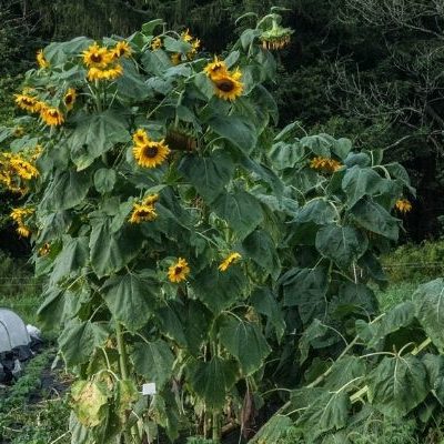 800 x 400 sunflower edited