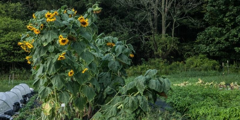 800 x 400 sunflower