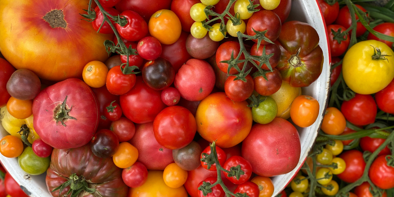 Nourish: Community Tomato Tasting, Abundance Sharing & Seedkeeping Event 4 800 x 400 tomato 3 1